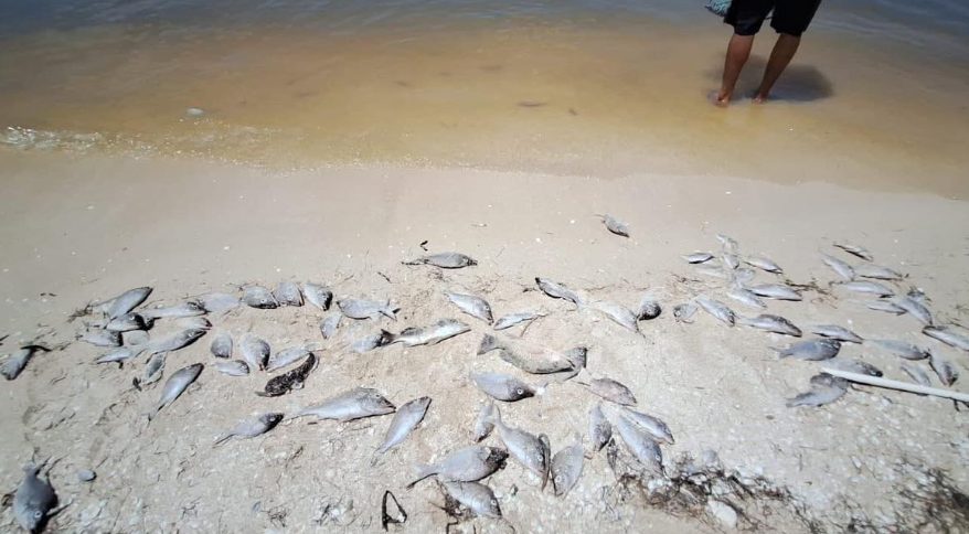 Cafeína, metales pesados y materia fecal en playas de la costa yucateca